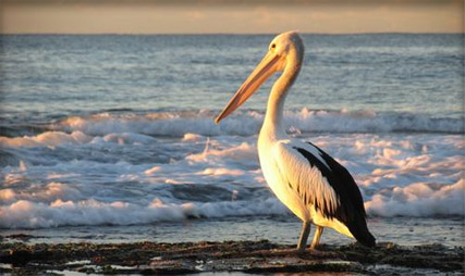 Pelicans are cool